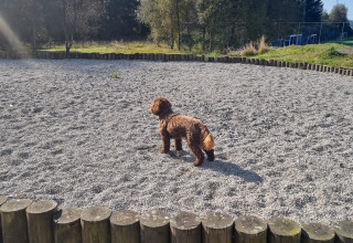 Vi ønsker at det blir etablert en hundeluftegård i Åsane bydel